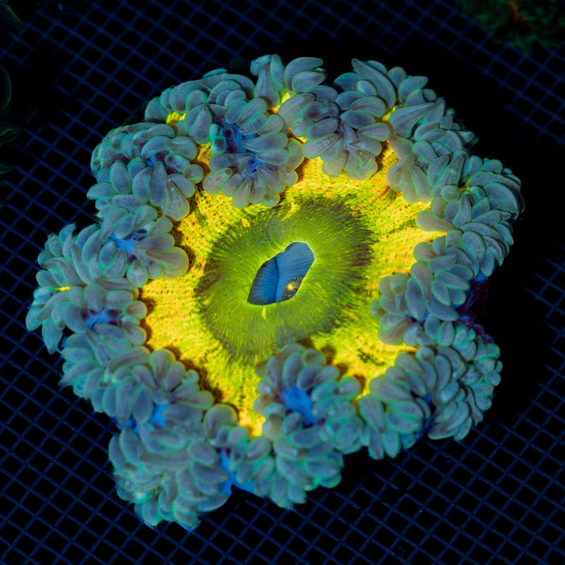 Ultra Rock Flower Anemone with colorful oral disc in reef aquarium