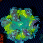 Ultra Rock Flower Anemone with colorful oral disc in reef aquarium