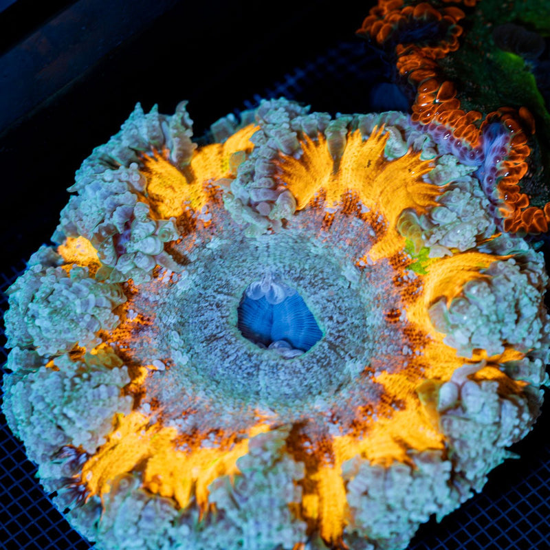 Ultra Rock Flower Anemone with colorful oral disc in reef aquarium