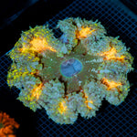 Ultra Rock Flower Anemone with colorful oral disc in reef aquarium