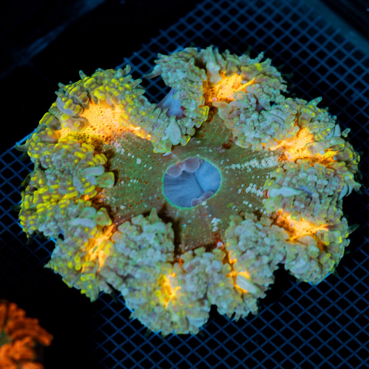 Ultra Rock Flower Anemone with colorful oral disc in reef aquarium