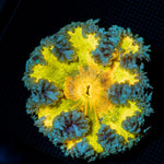 Ultra Rock Flower Anemone with colorful oral disc in reef aquarium
