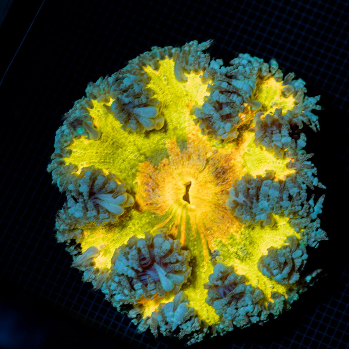 Ultra Rock Flower Anemone with colorful oral disc in reef aquarium