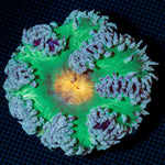 Ultra Rock Flower Anemone with colorful oral disc in reef aquarium