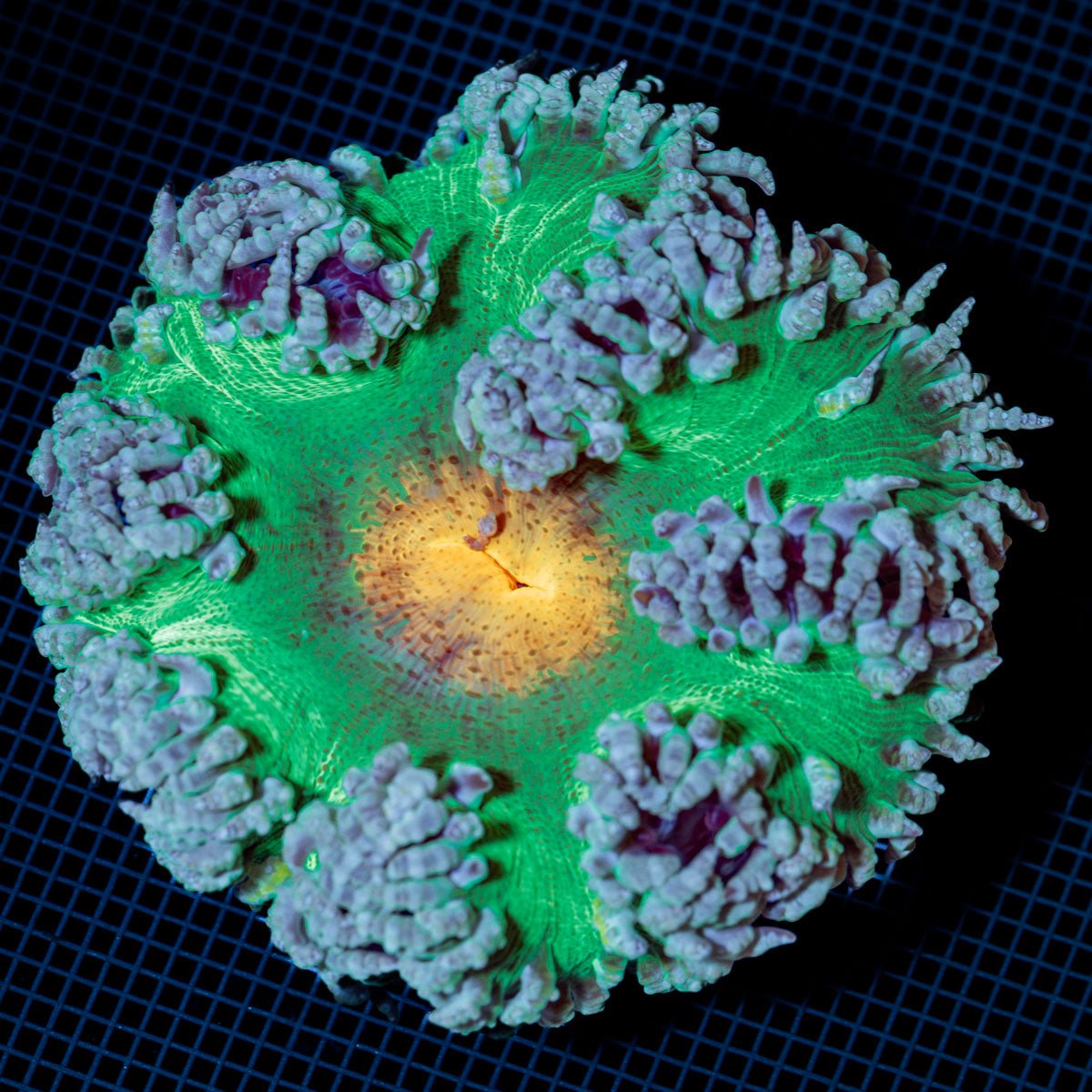 Ultra Rock Flower Anemone with colorful oral disc in reef aquarium