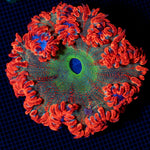 Ultra Rock Flower Anemone with colorful oral disc in reef aquarium