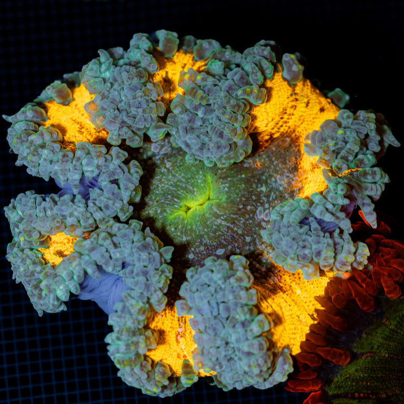 Ultra Rock Flower Anemone showcasing its colorful oral disc in reef aquarium