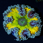 Ultra Rock Flower Anemone with colorful oral disc in reef aquarium