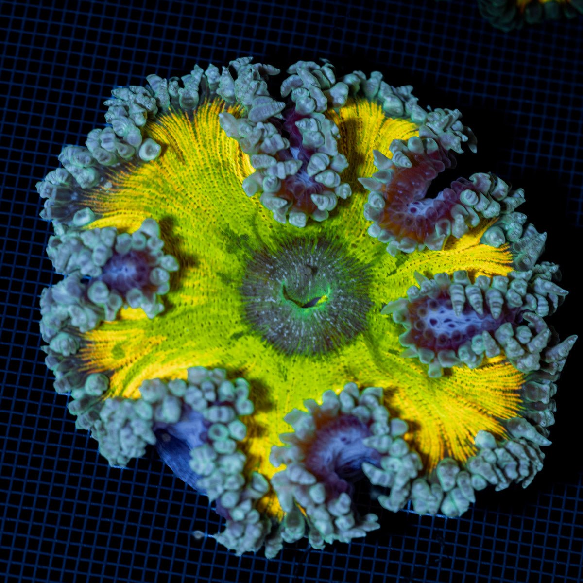 Ultra Rock Flower Anemone with colorful oral disc in reef aquarium