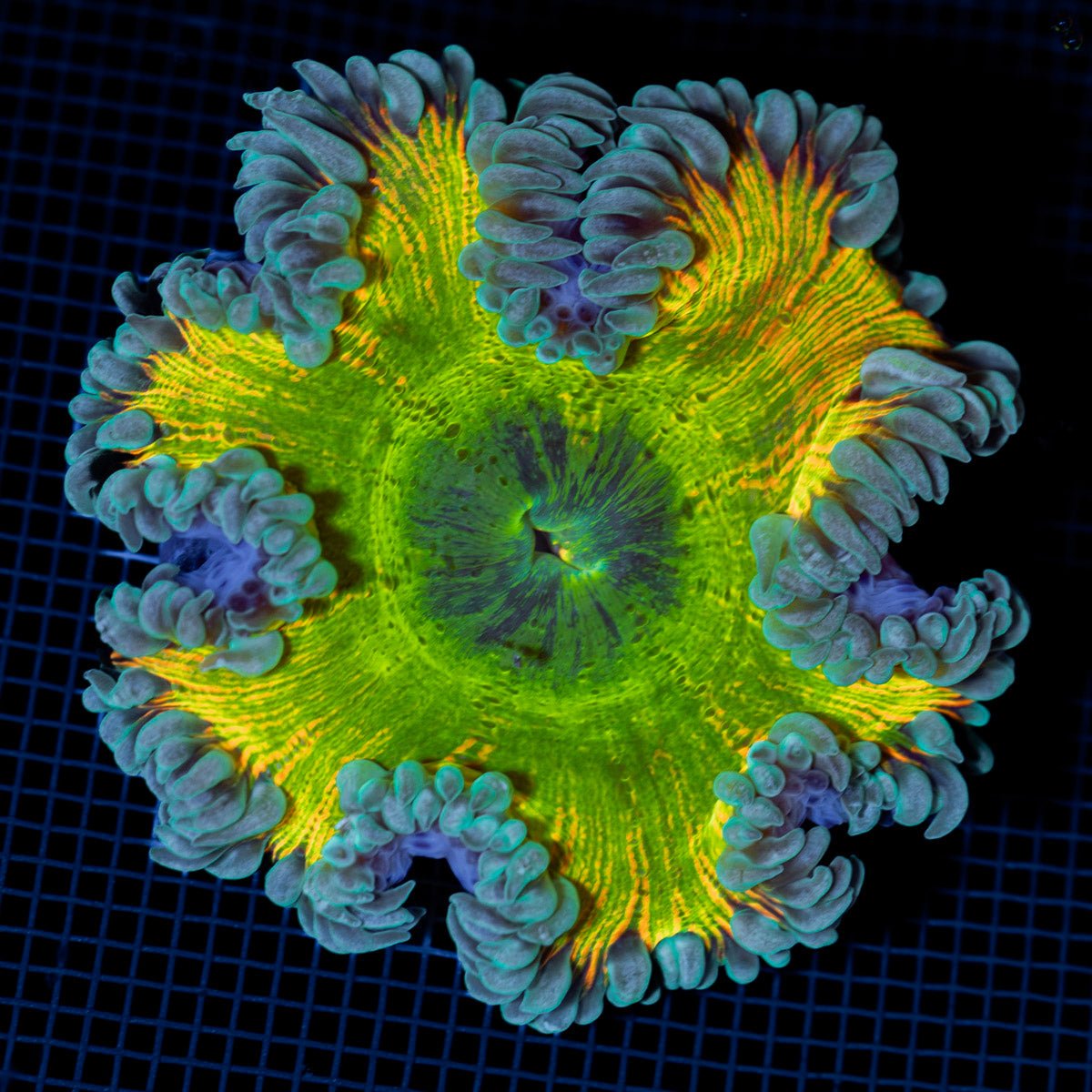 Ultra Rock Flower Anemone with colorful oral disc in reef aquarium