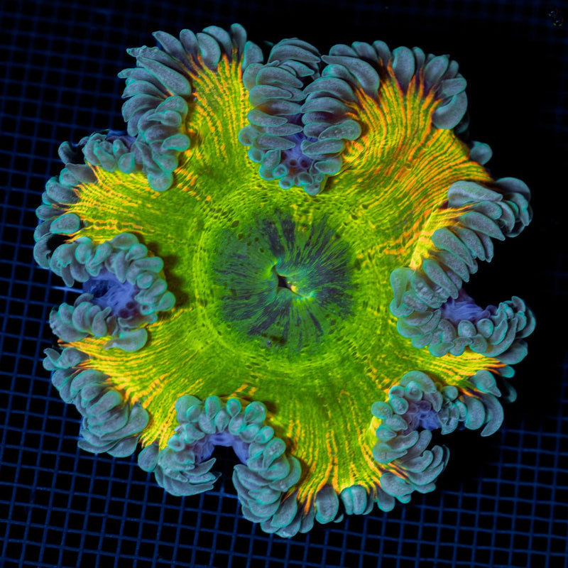Ultra Rock Flower Anemone with colorful oral disc in reef aquarium