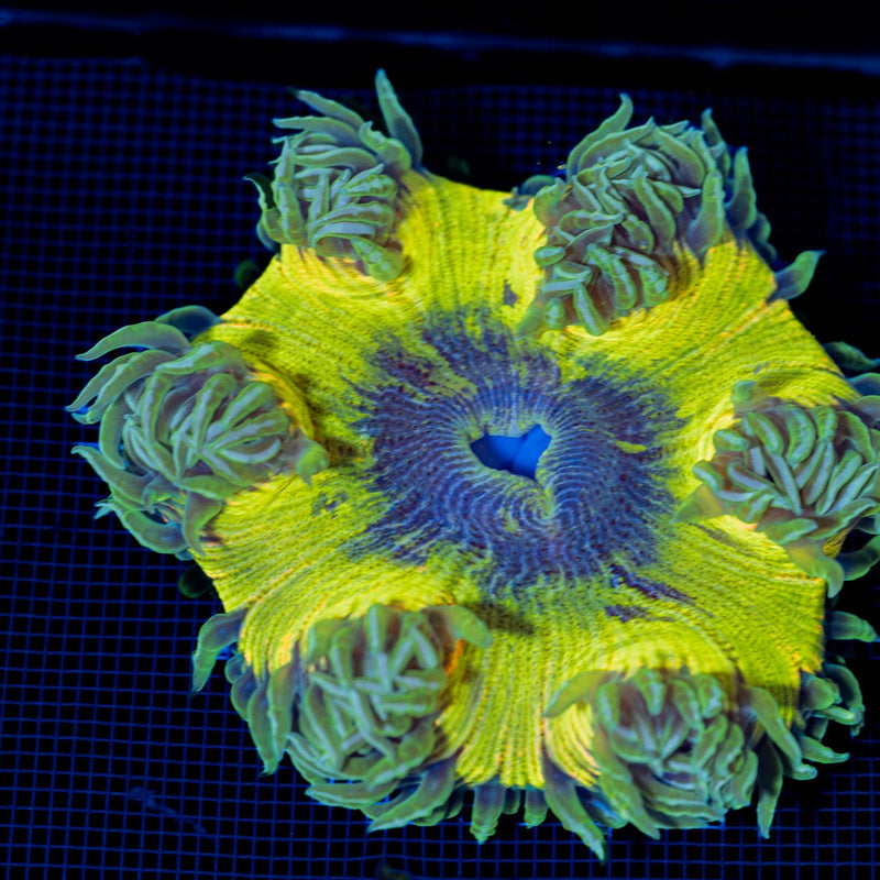Ultra Rock Flower Anemone with colorful oral disc in reef aquarium