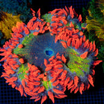 Ultra Rock Flower Anemone showcasing its colorful oral disc in reef aquarium