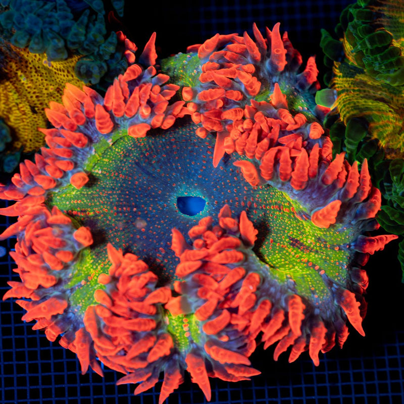 Ultra Rock Flower Anemone showcasing its colorful oral disc in reef aquarium