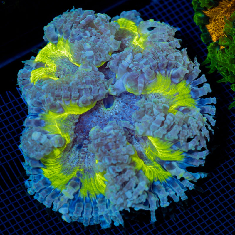 Ultra Rock Flower Anemone with colorful oral disc in reef aquarium