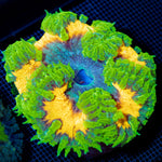 Ultra Rock Flower Anemone with colorful oral disc in reef aquarium