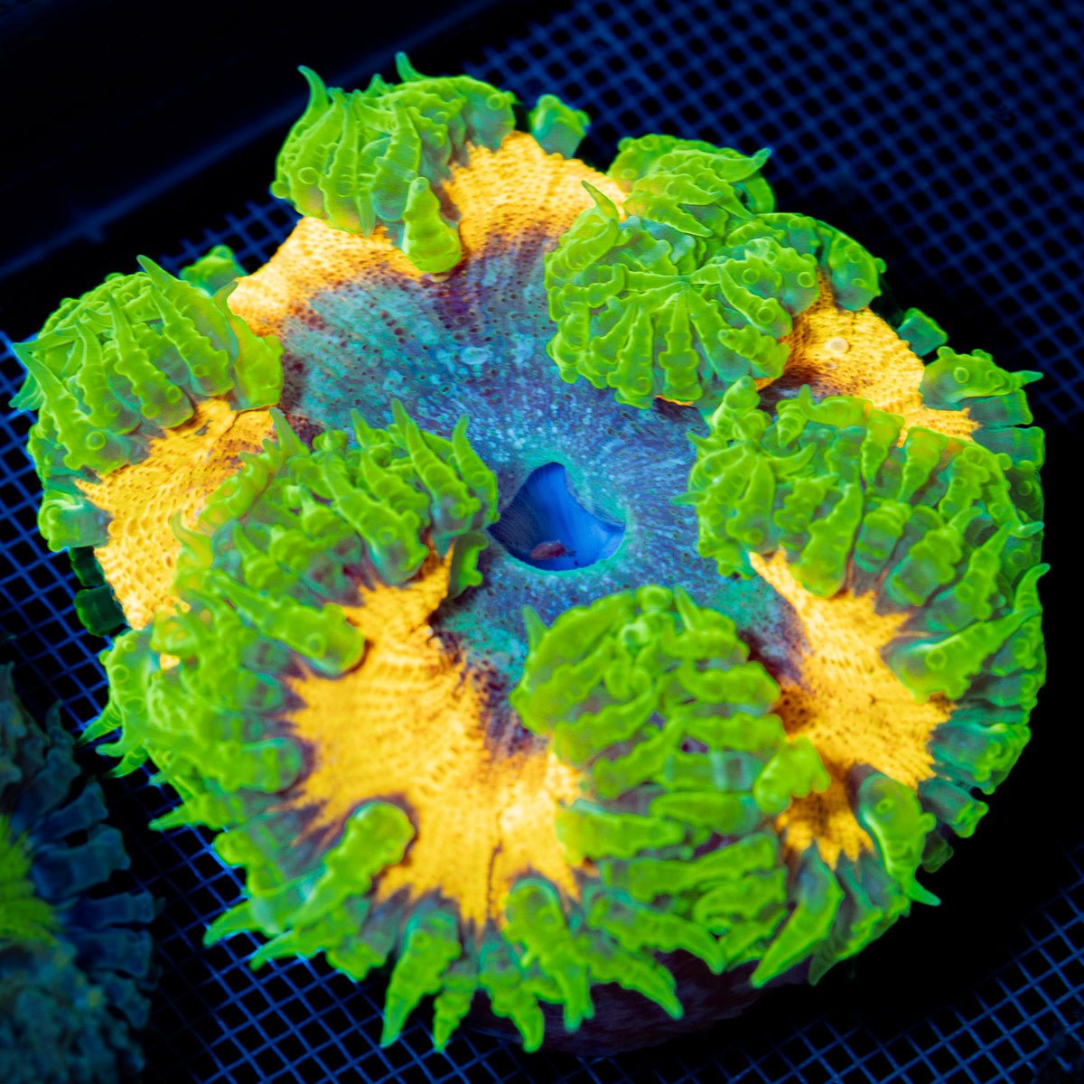 Ultra Rock Flower Anemone with colorful oral disc in reef aquarium