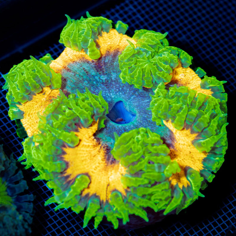Ultra Rock Flower Anemone with colorful oral disc in reef aquarium
