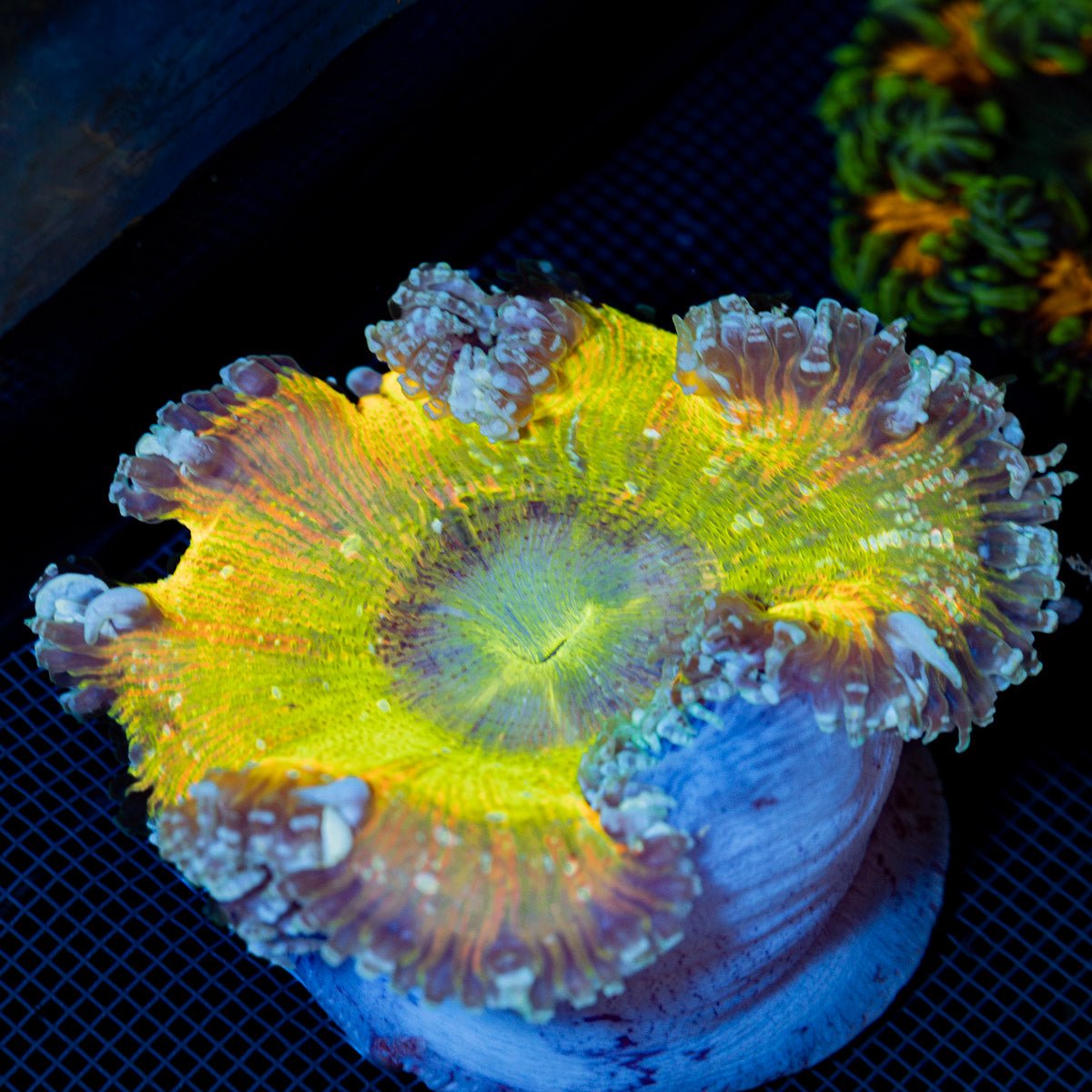 Ultra Rock Flower Anemone with colorful oral disc in reef aquarium