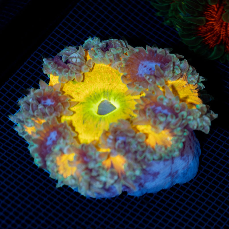 Ultra Rock Flower Anemone with colorful oral disc in reef aquarium