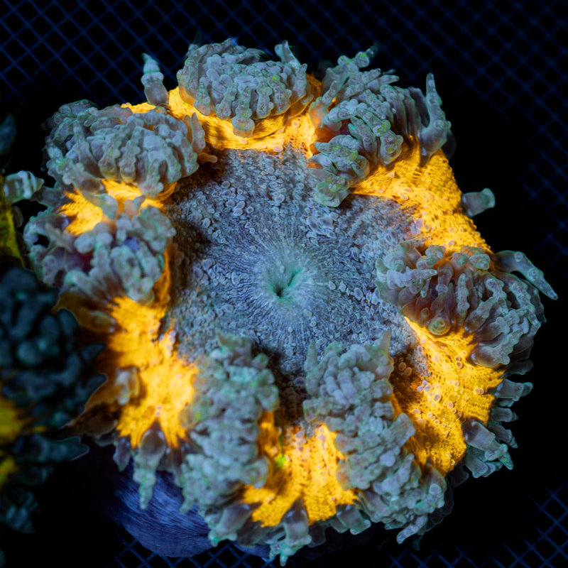 Ultra Rock Flower Anemone with colorful oral disc in reef aquarium
