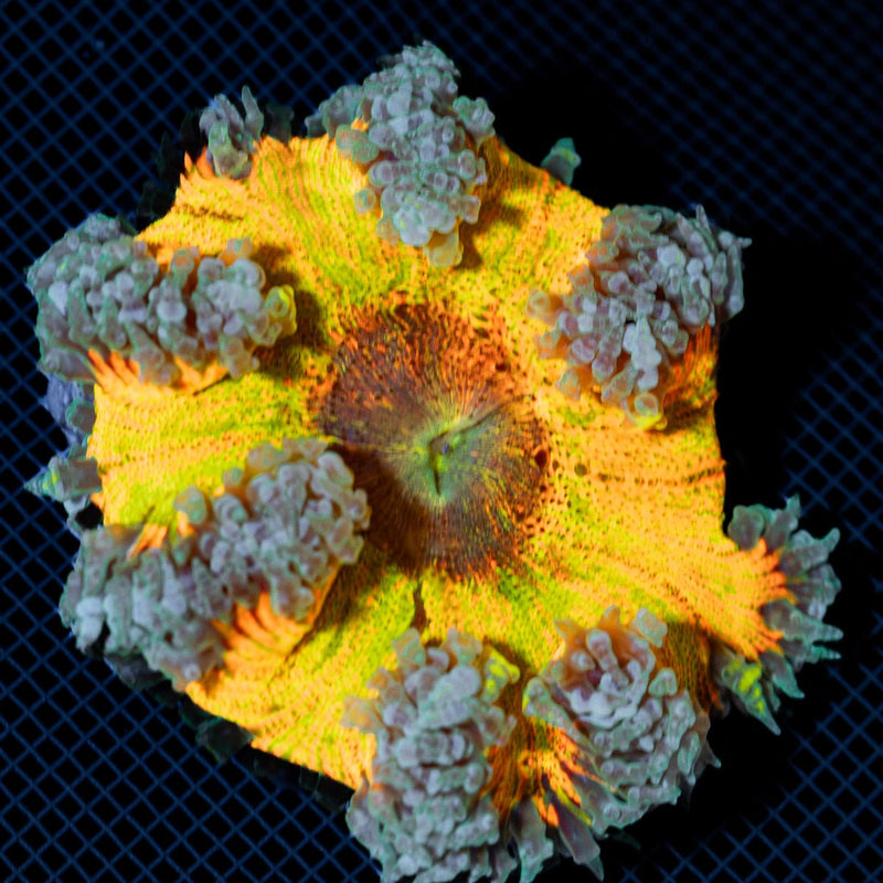 Ultra Rock Flower Anemone with colorful oral disc in reef aquarium
