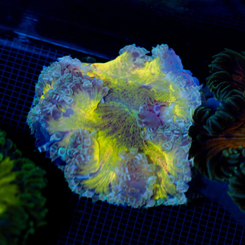 Ultra Rock Flower Anemone showcasing its colorful oral disc in reef aquarium
