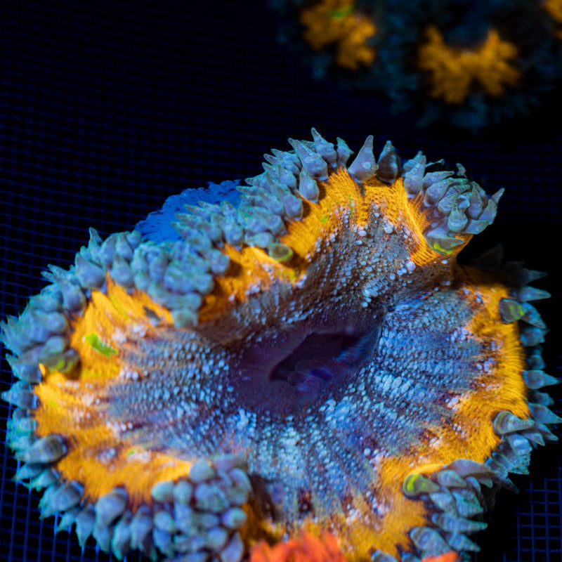 Ultra Rock Flower Anemone with colorful oral disc in reef aquarium