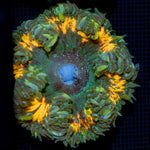 Ultra Rock Flower Anemone showcasing its colorful oral disc in reef aquarium