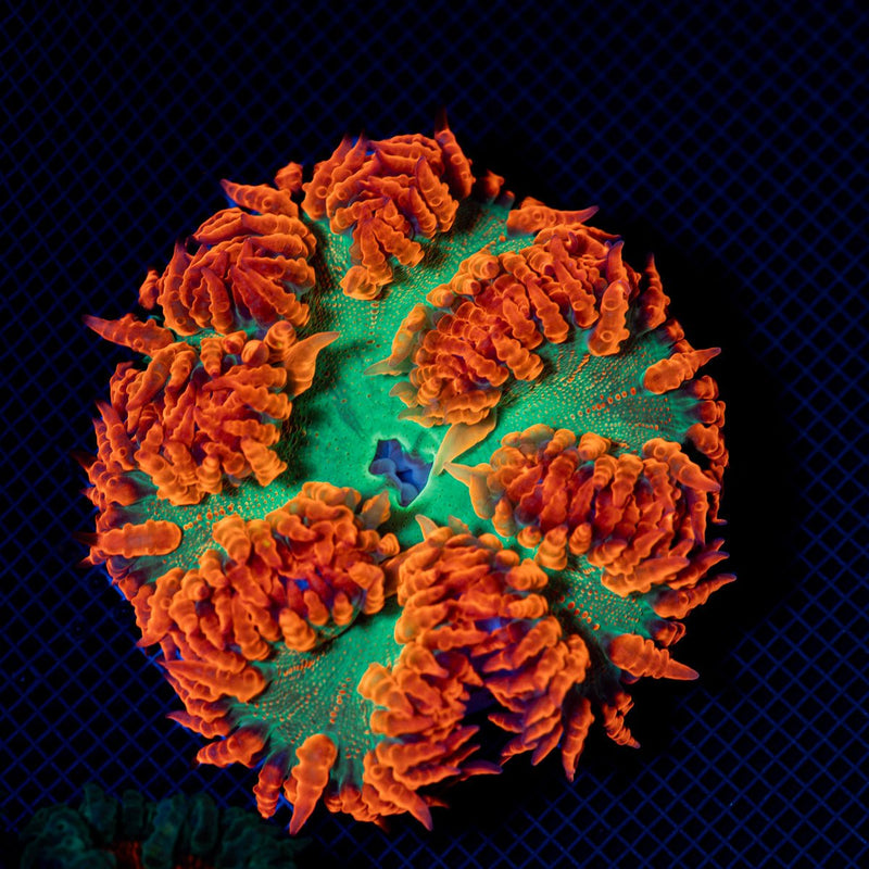 Ultra Rock Flower Anemone with colorful oral disc in reef aquarium