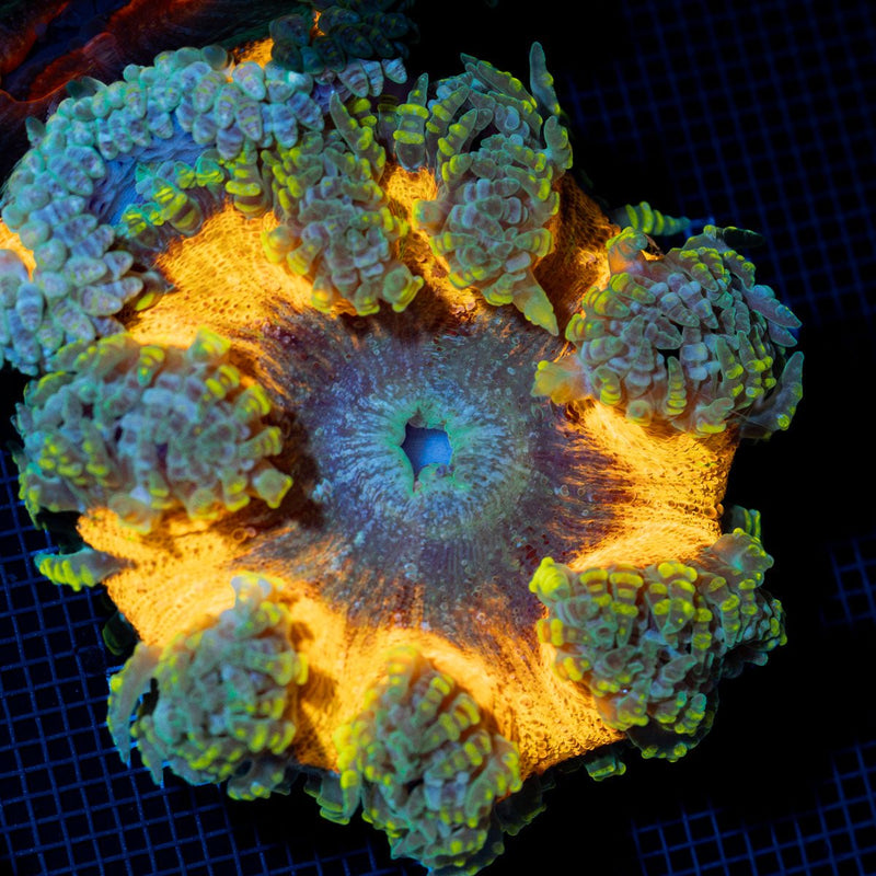 Ultra Rock Flower Anemone with colorful oral disc in reef aquarium