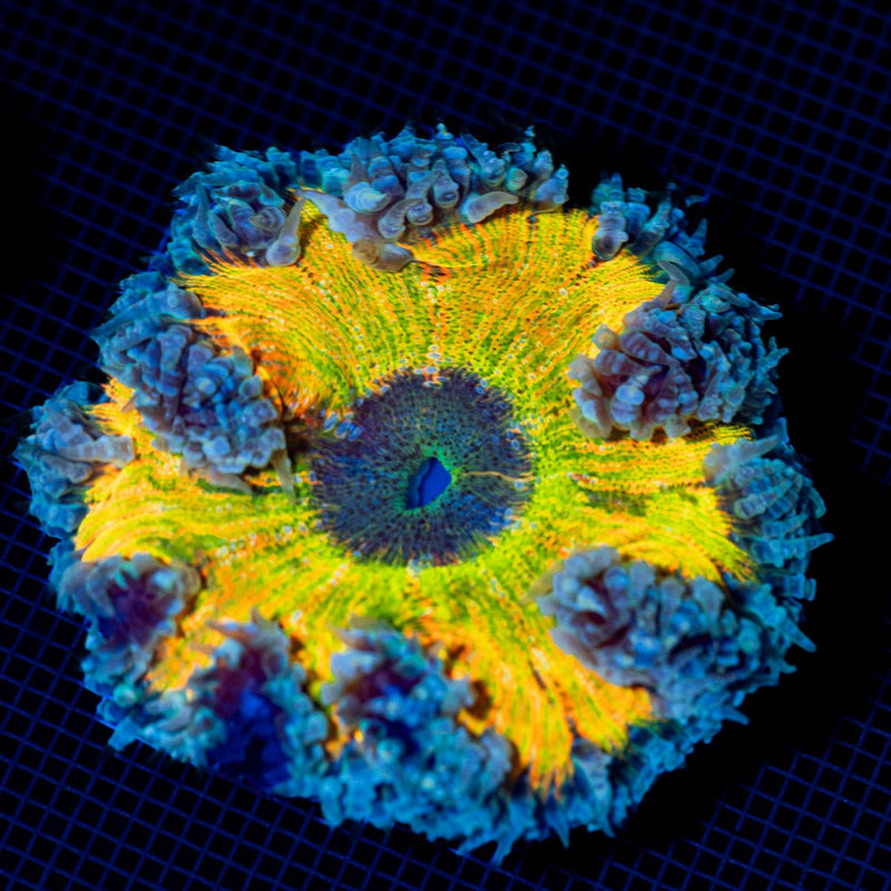 Ultra Rock Flower Anemone with colorful oral disc in reef aquarium