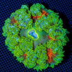 Ultra Rock Flower Anemone with colorful oral disc in reef aquarium