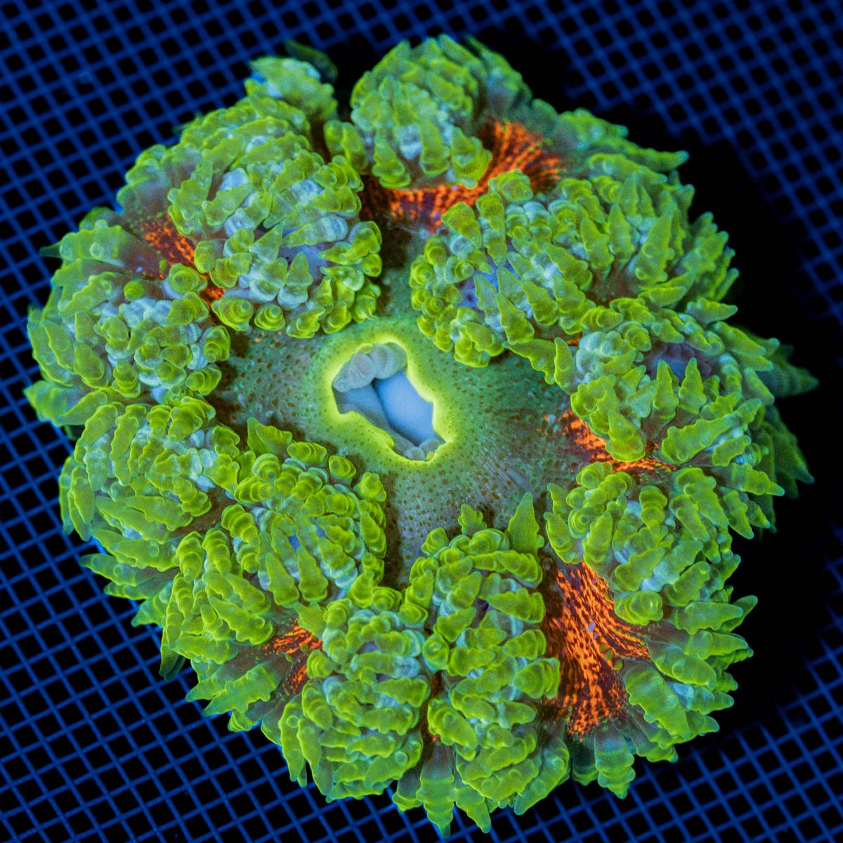 Ultra Rock Flower Anemone with colorful oral disc in reef aquarium