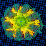 Ultra Rock Flower Anemone with colorful oral disc in reef aquarium