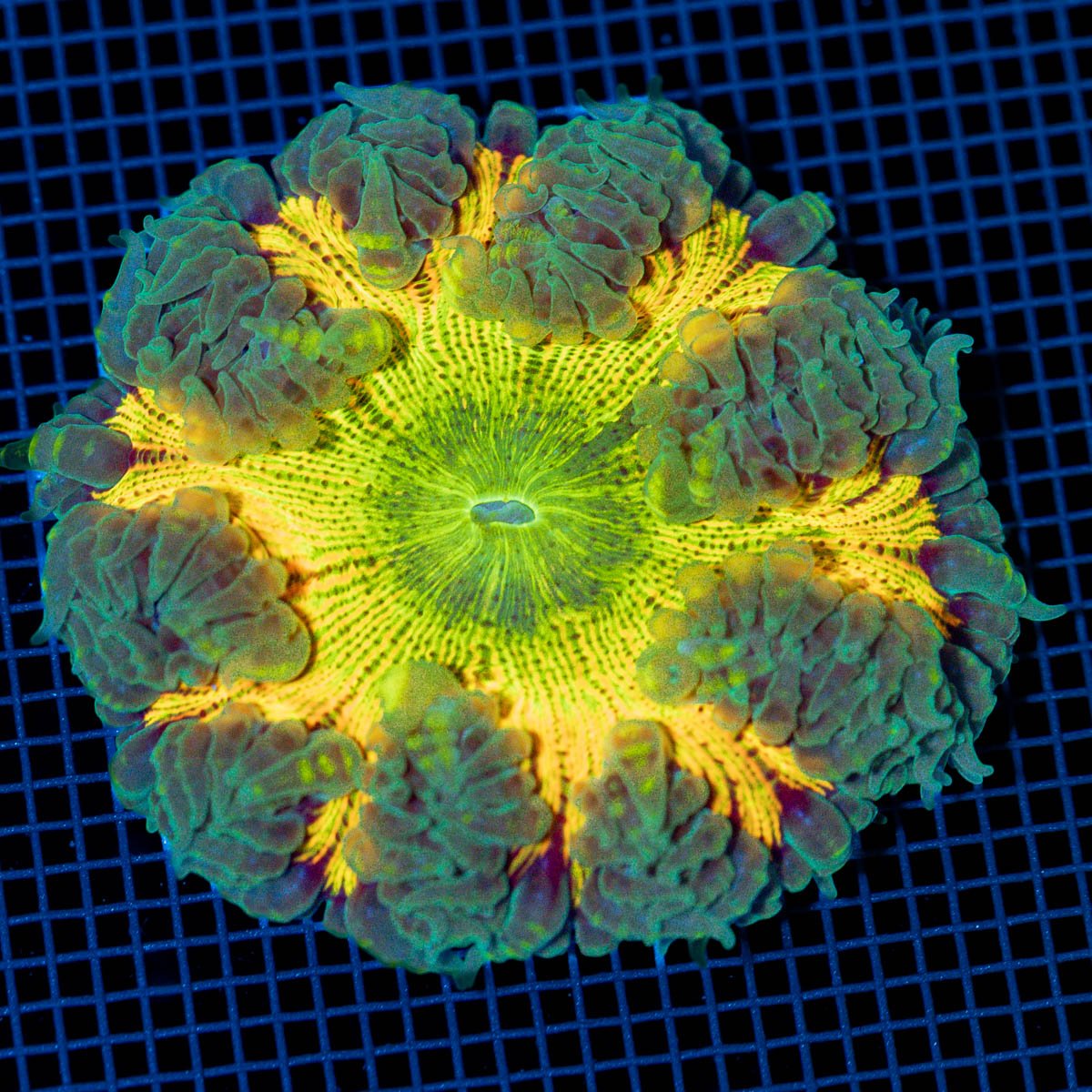 Ultra Rock Flower Anemone with colorful oral disc in reef aquarium