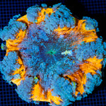 Ultra Rock Flower Anemone with colorful oral disc in reef aquarium