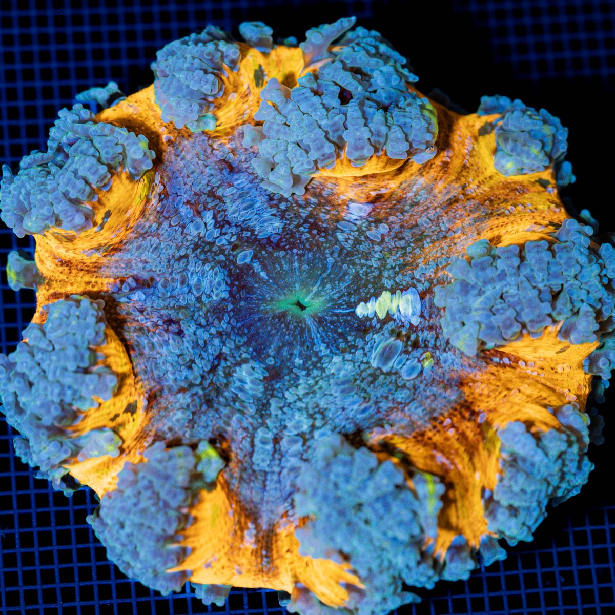 Ultra Rock Flower Anemone with colorful oral disc in reef aquarium