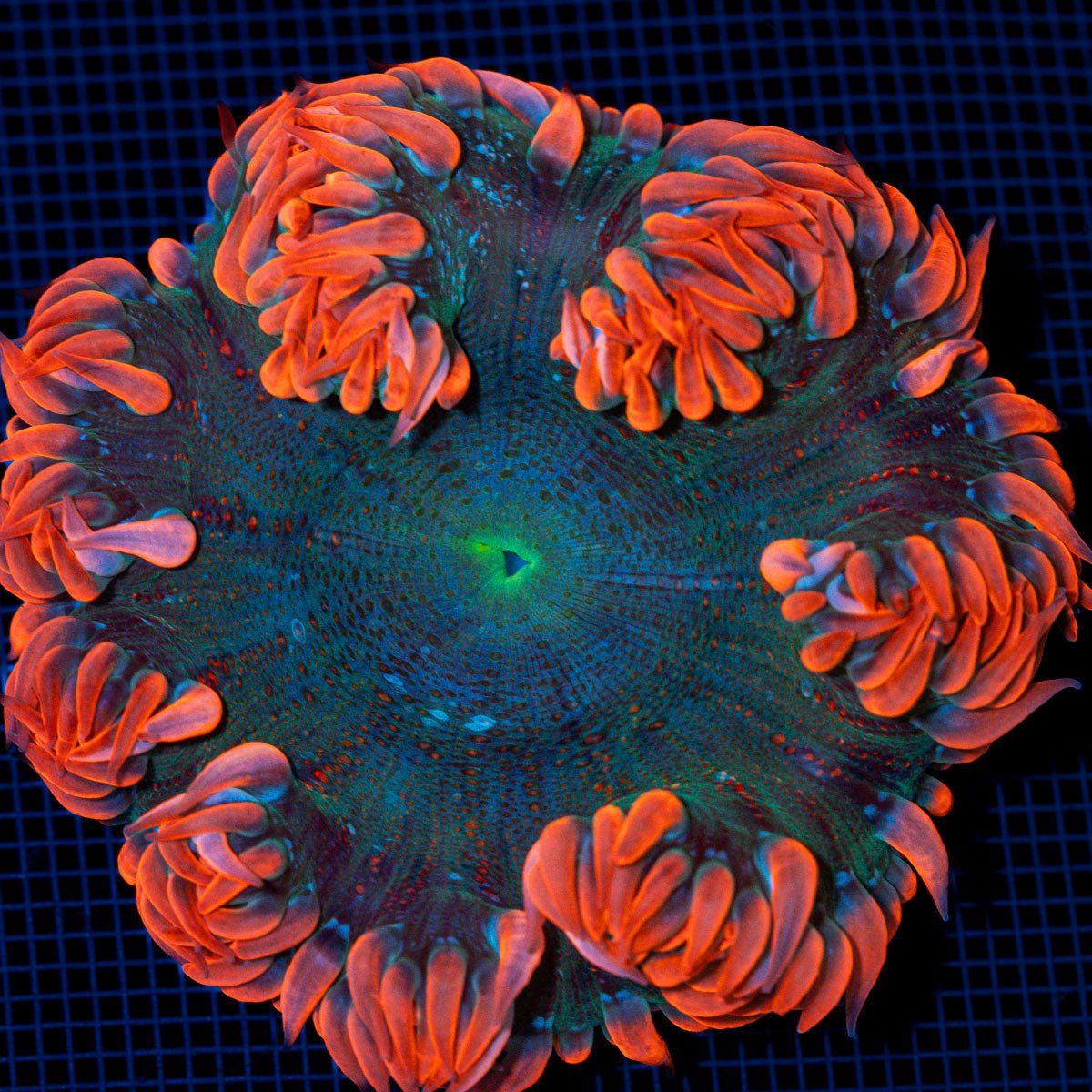 Ultra Rock Flower Anemone with colorful oral disc in reef aquarium