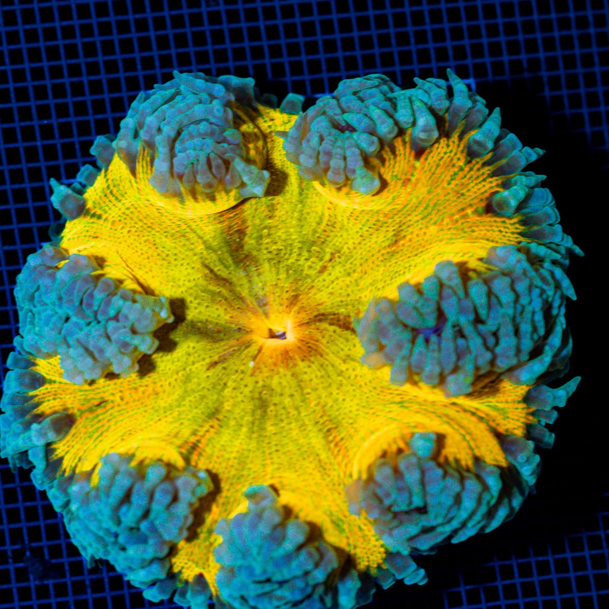 Ultra Rock Flower Anemone with colorful oral disc in reef aquarium