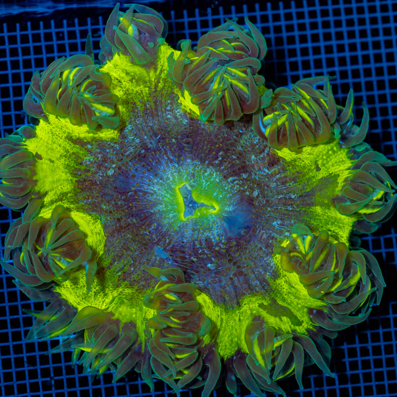 Ultra Rock Flower Anemone with colorful oral disc in reef aquarium