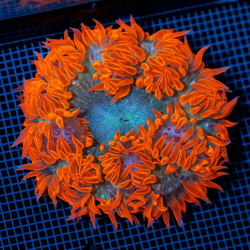 Ultra Rock Flower Anemone with colorful oral disc in reef aquarium