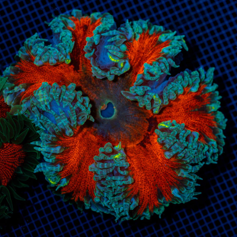 Ultra Rock Flower Anemone with colorful oral disc in reef aquarium