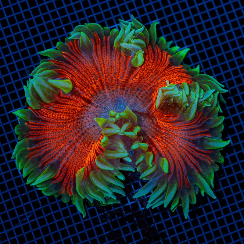 Ultra Rock Flower Anemone with colorful oral disc in reef aquarium