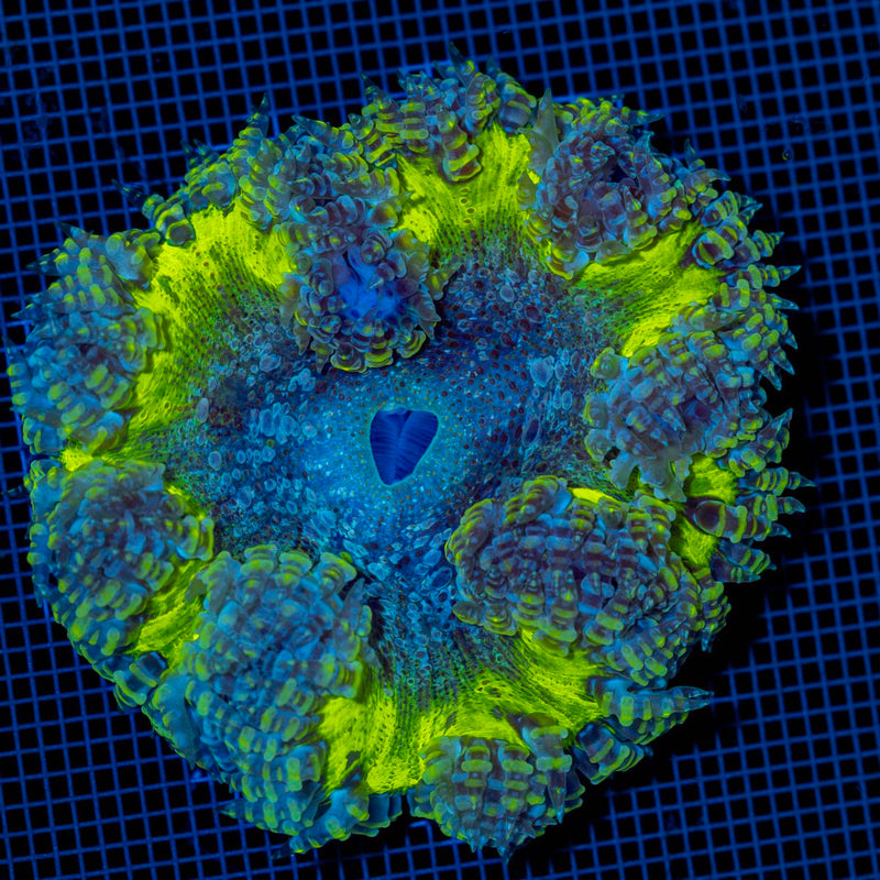 Ultra Rock Flower Anemone with colorful oral disc in reef aquarium