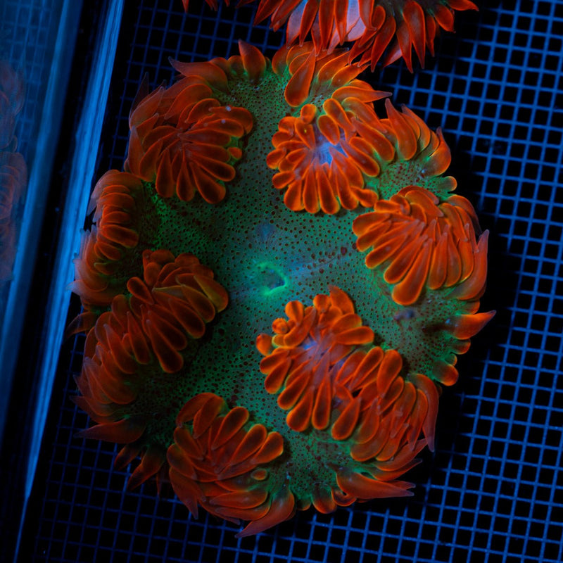 Ultra Rock Flower Anemone with colorful oral disc in reef aquarium