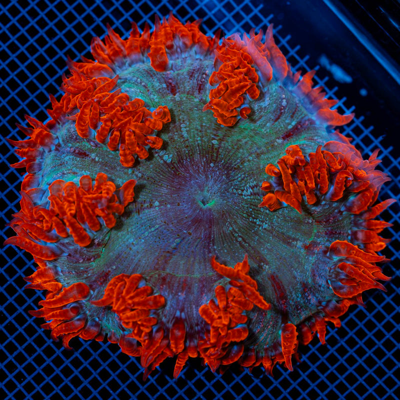 Ultra Rock Flower Anemone with colorful oral disc in reef aquarium