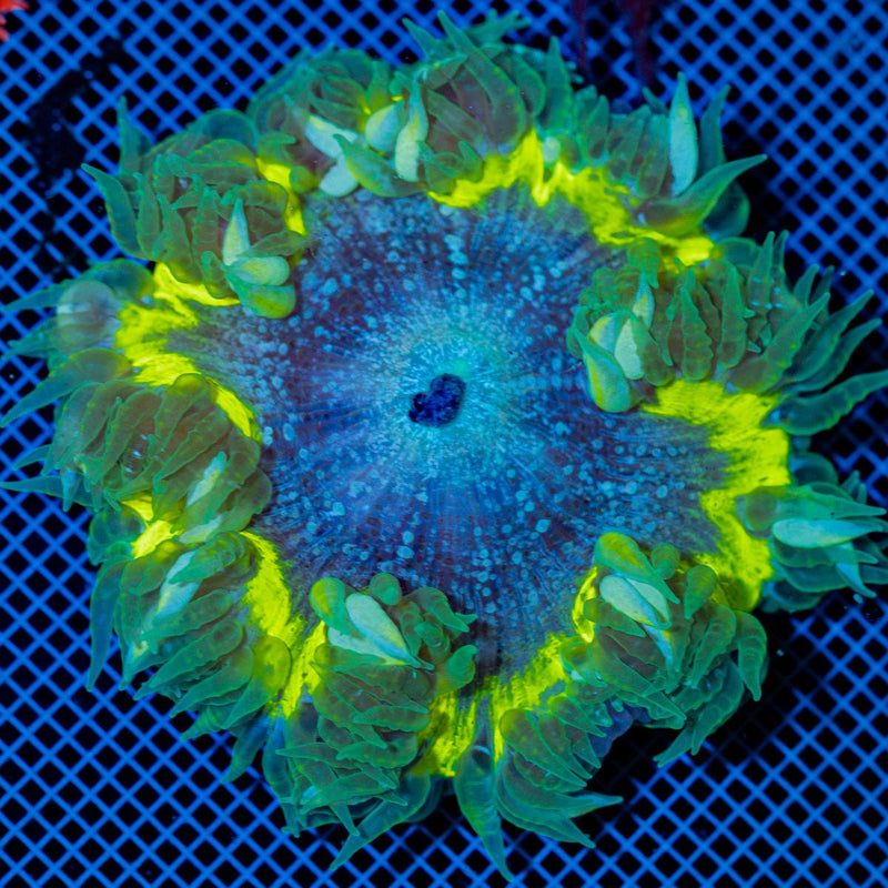Ultra Rock Flower Anemone with colorful oral disc in reef aquarium