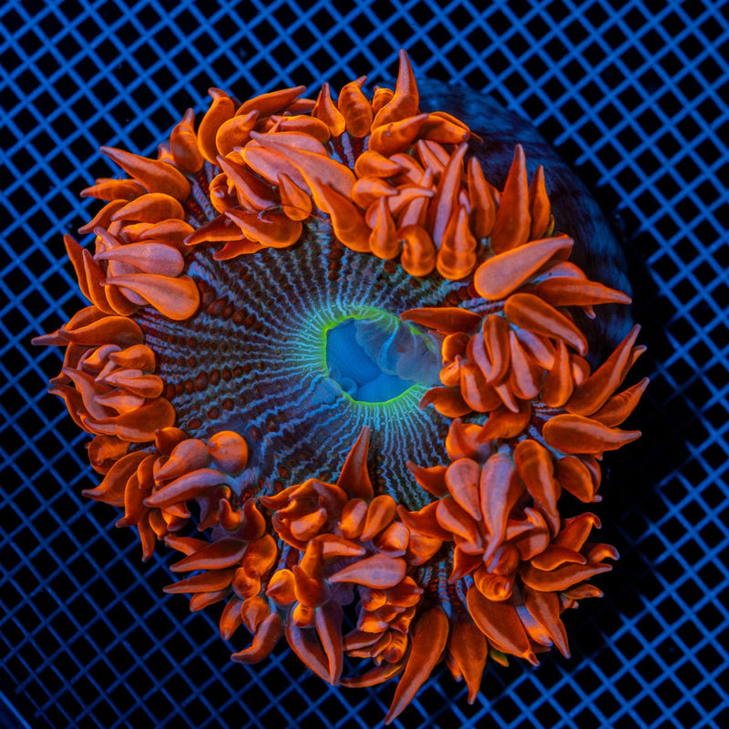 Ultra Rock Flower Anemone with colorful oral disc in reef aquarium