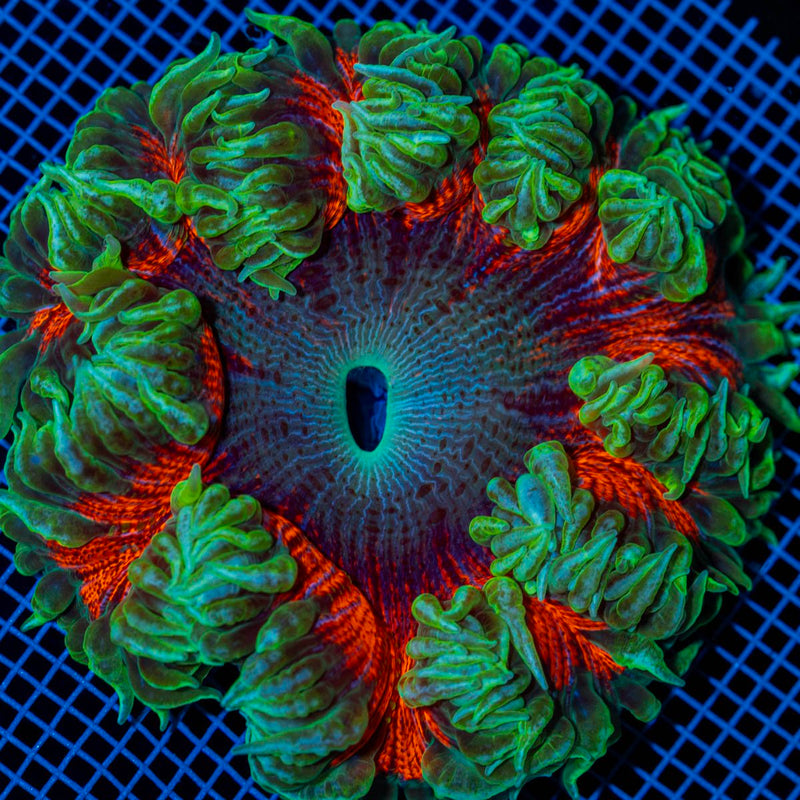 Ultra Rock Flower Anemone with colorful oral disc in reef aquarium